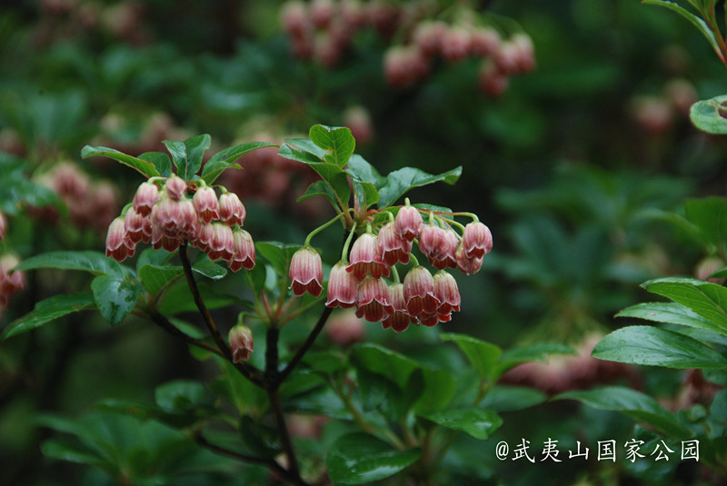 吊鐘花
